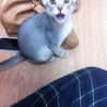 すーぱーワガママ子猫時代