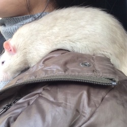 「佐藤さんとドライブ」サムネイル2