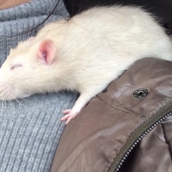 「佐藤さんとドライブ」サムネイル3