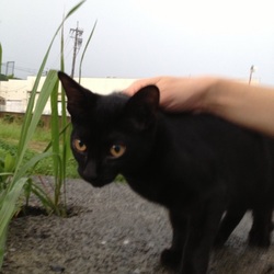 「猫の顔のタイプ」サムネイル2