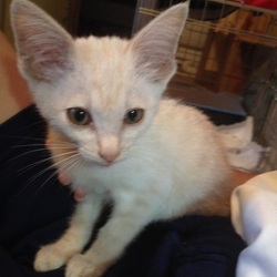 「猫の顔のタイプ」サムネイル3