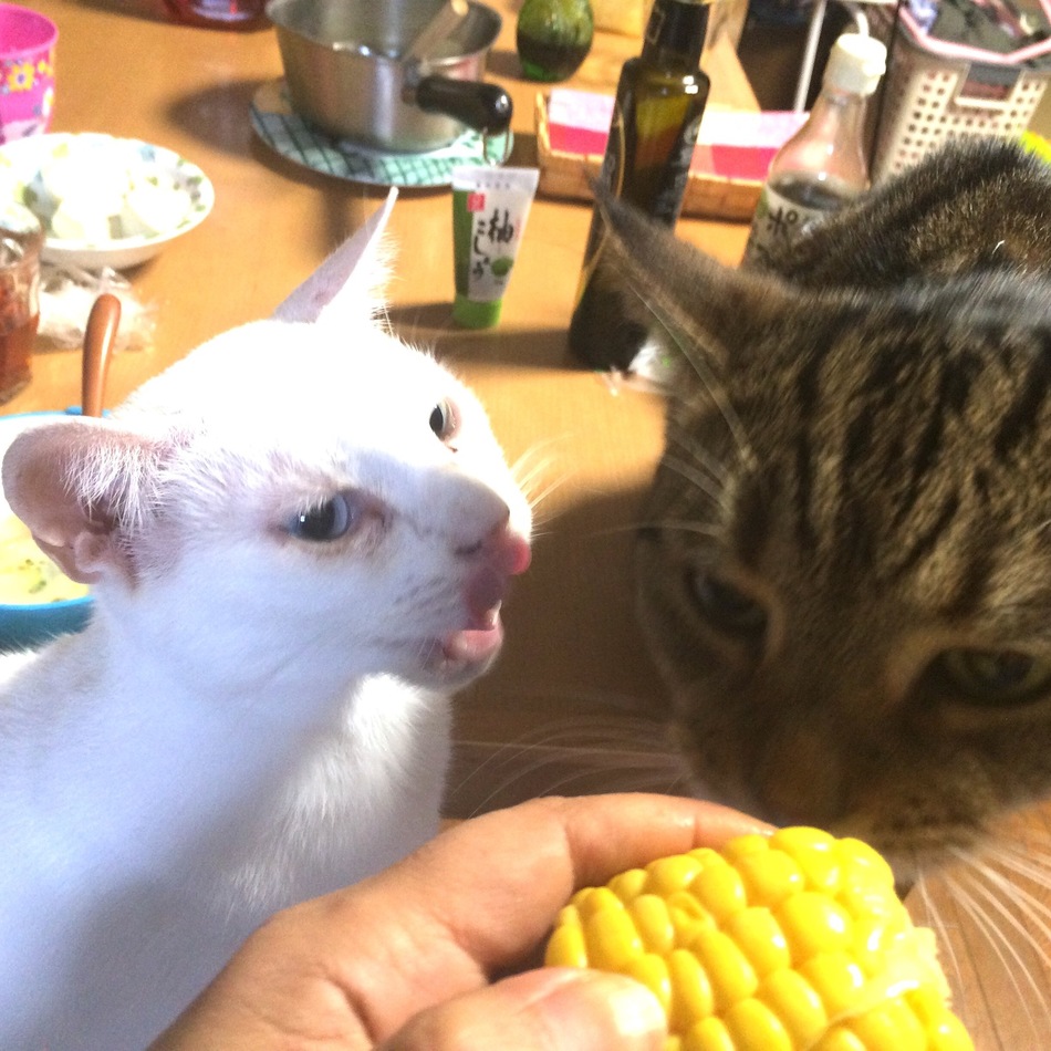 グンタのカバー写真
