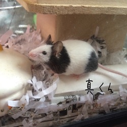 「真ん丸」サムネイル2