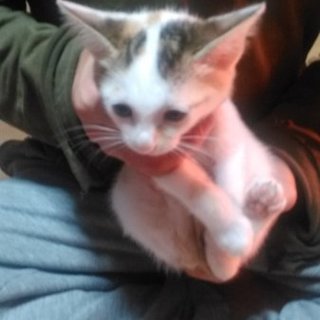 とってもチャーミングで可愛い猫です。