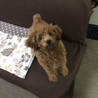 トイプードル オス 6カ月