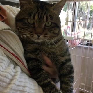 1歳半懐っこいキジトラの男の子