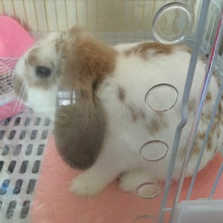ウサギの里親募集