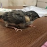 桜文鳥のヒナ サムネイル2