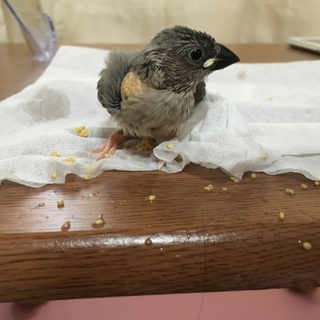 桜文鳥のヒナ