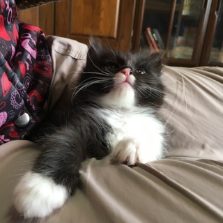 黒白の長毛の仔猫♂