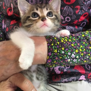 可愛い靴下キジ白の子猫♂