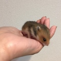 ゴールデンハムスター