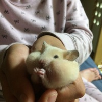 モンモン