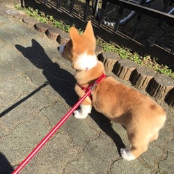 初お散歩いってきたよ！