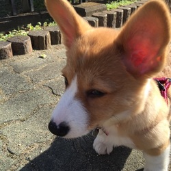 「初お散歩いってきたよ！」サムネイル2