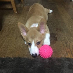 「初お散歩いってきたよ！」サムネイル3