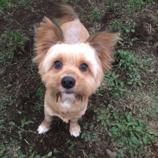 ヨーキーmixのきつねさん