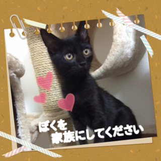 2ヵ月のゴロゴロ甘ったれジジ♥ 