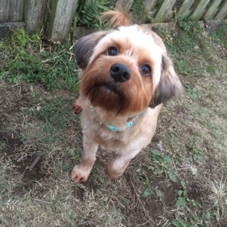 ぷくぷくクマさん