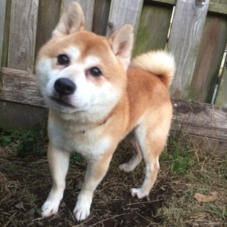 まるまる豆柴 豆吉君