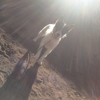 ちょーと人見知りなポッキーちゃん