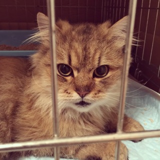 とても人懐こいグリちゃん