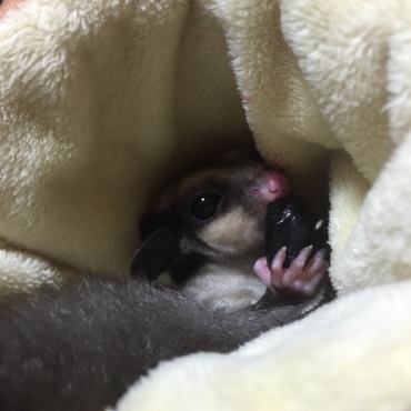 自分の顔くらい大きいブドウを頬張るエルモ(*´ω｀*)