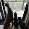 タラ