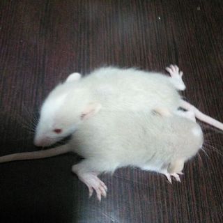 ラットの赤ちゃん8匹、一歳の雄二匹、メス二匹