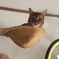 ダイムバッグ ダレル