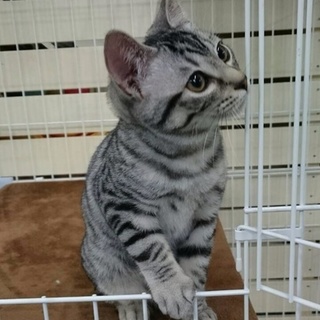 グレーしましま男の子☆3ヶ月くらい（一時停止）