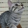 グレーしましま男の子☆3ヶ月くらい（一時停止） サムネイル6