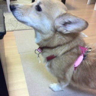 健気で可愛い女の子ハナコです。