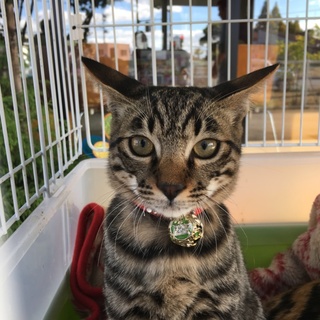 イケメンの男の子「ちびちゃん」（４ヶ月くらい）