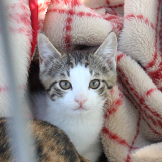 キジ白の男の子「ゆうくん」、三毛ママ「ミケ子」