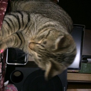 子猫のピース&くまちゃん！