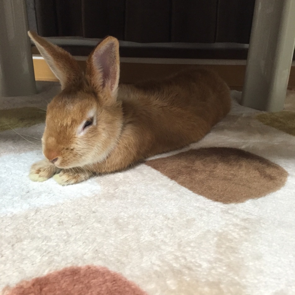 リンのカバー写真