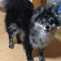 ポメラニアン4歳