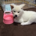 かわいい秋田犬