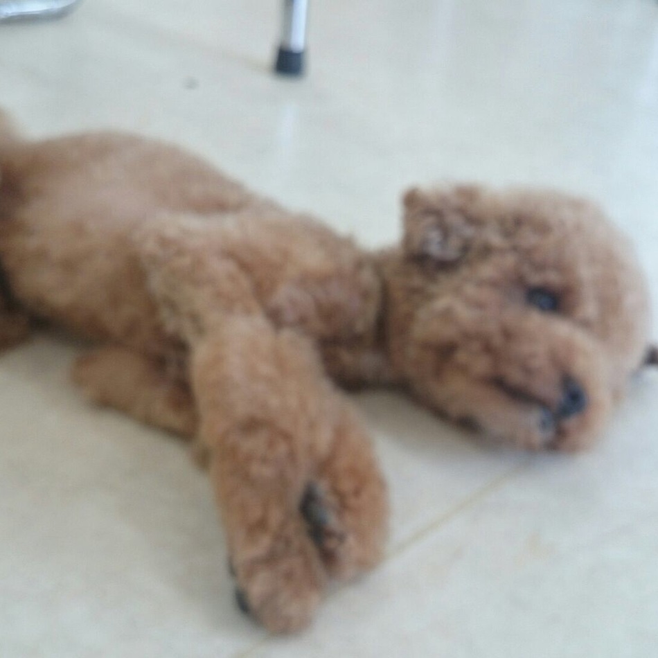 ARUのカバー写真