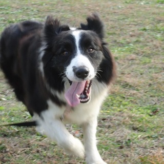 元気なボーダーコリー♀５歳　チョコ　