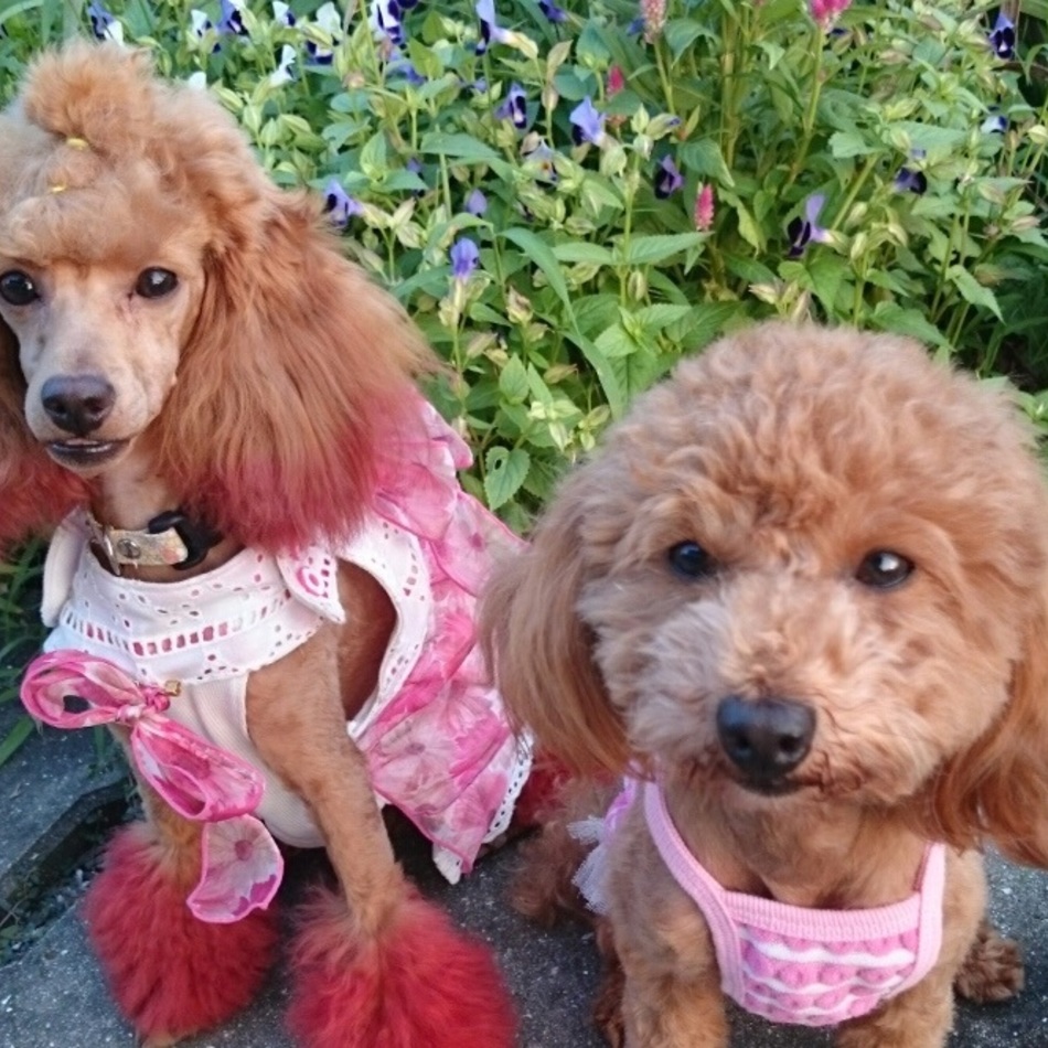 ひよりのカバー写真