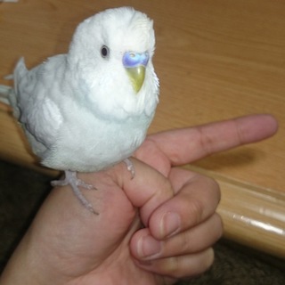 素敵な里親さんが見つかりました