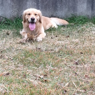 ゴールデンレトリバー
