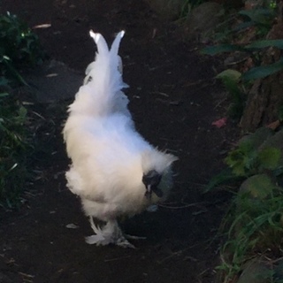 烏骨鶏雄（シロ）