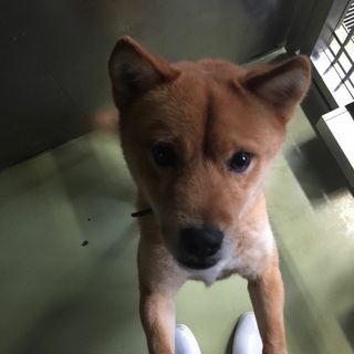 可愛いお顔！オスのワンちゃん！