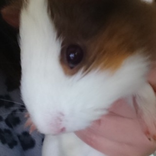 生後９ヶ月のモルモット♀です。