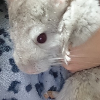 チンチラの女の子です。