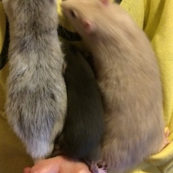 「大中小 〜ありがとう佐藤さん〜」サムネイル2