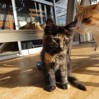 ふわふわの仔猫です。